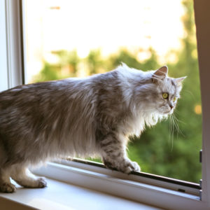 cat window mesh