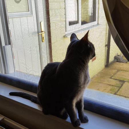 Cat Proof Window Screen 100 x 100 cm, image 5