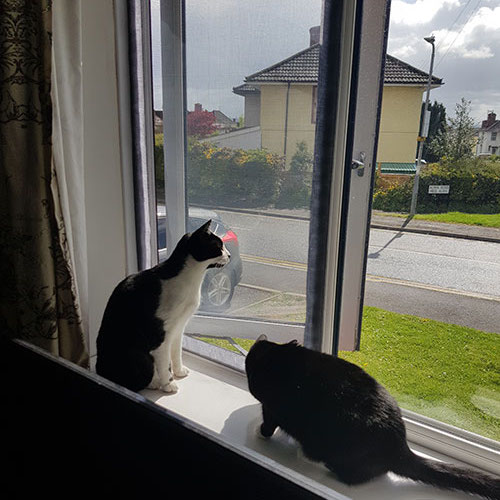 Cat Proof Window Screen 100 x 100 cm, image 9