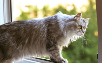 Cat Proof Window Screen